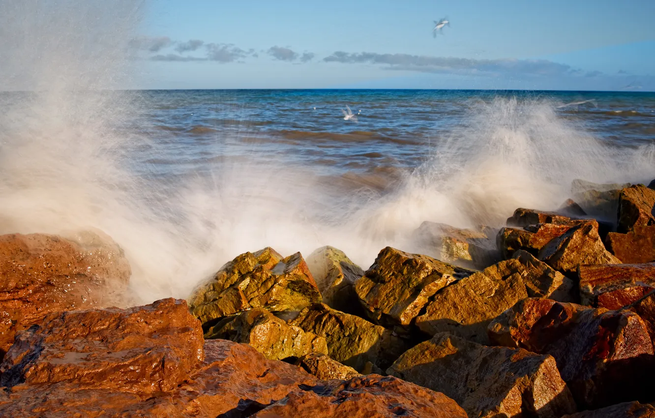 Фото обои море, волны, брызги, птицы, камни, океан, чайки, аргентина