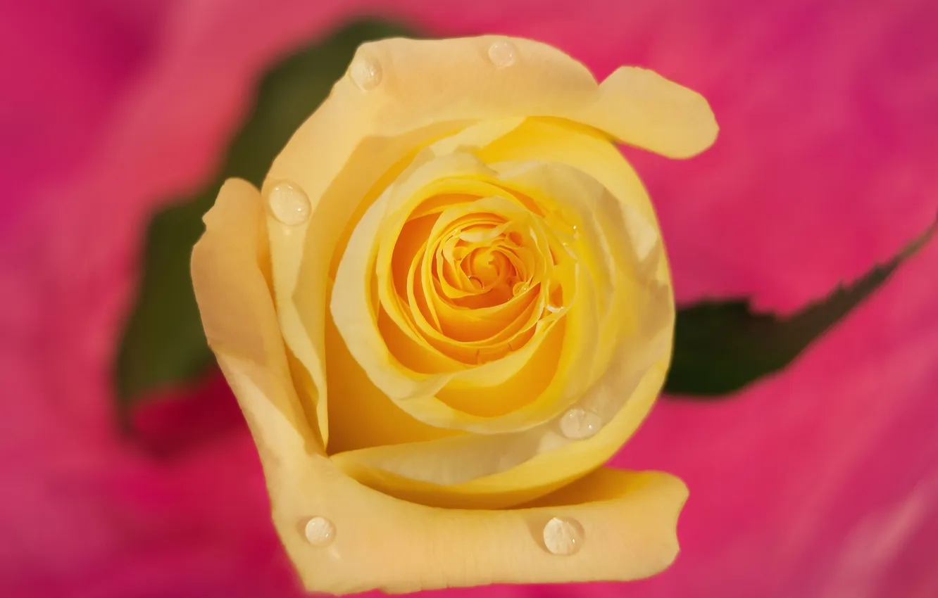 Фото обои капли, макро, фон, роза, бутон, жёлтая роза