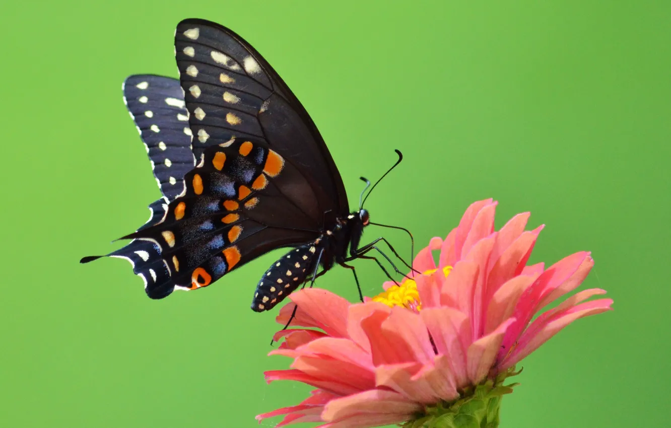 Фото обои цветок, green, бабочка, крылья, лепестки, зеленые, усики, flower