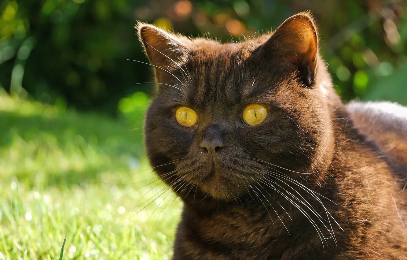 Фото обои кот, усы, взгляд, морда, котяра, глазища, чёрный кот