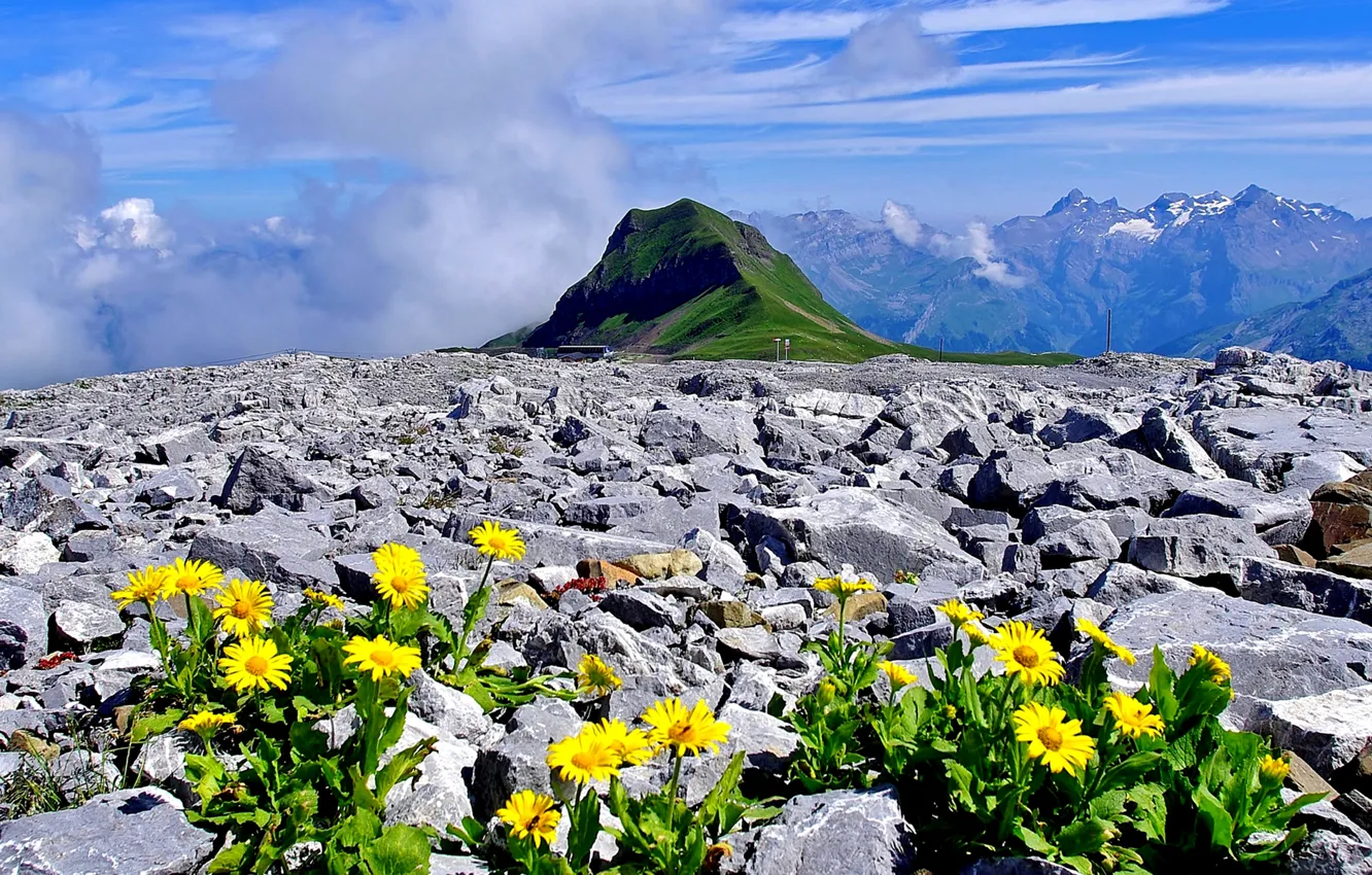 Фото обои цветы, горы, камни, Франция, Альпы, Верхняя Савойя