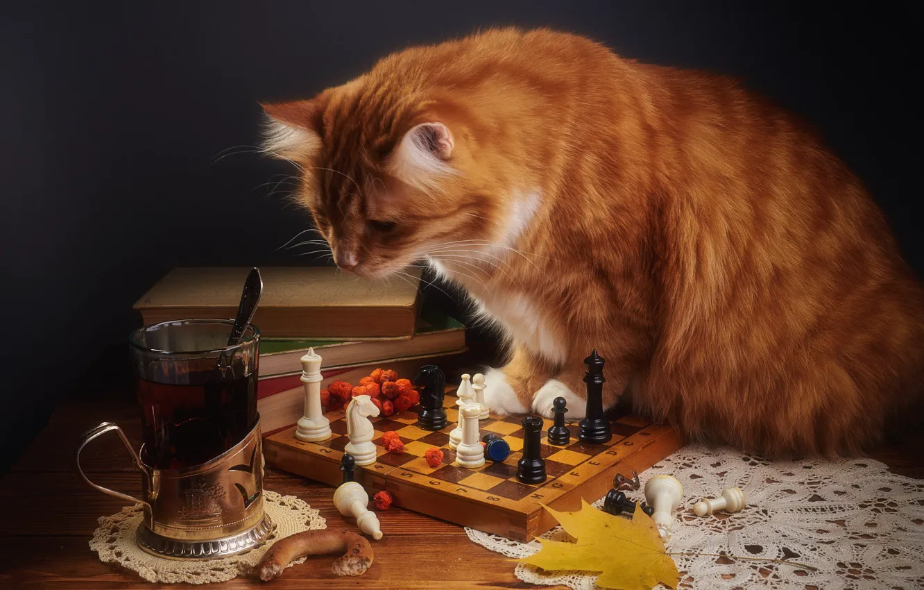 Фото обои осень, кошка, кот, взгляд, стакан, поза, темный фон, стол