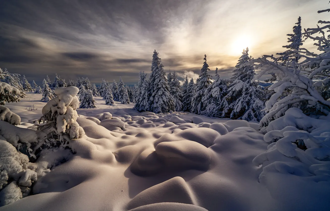Фото обои зима, снег, деревья, пейзаж, природа, ели, сугробы, Robert Didierjean