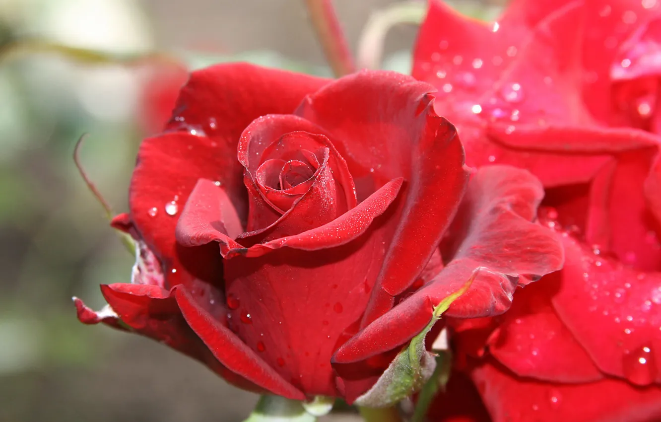 Фото обои макро, розы, бутоны