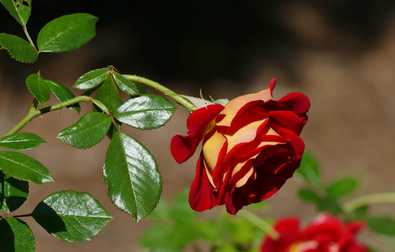 Фото обои цветок, листья, фон, роза, сад, стебель, бутон, красная