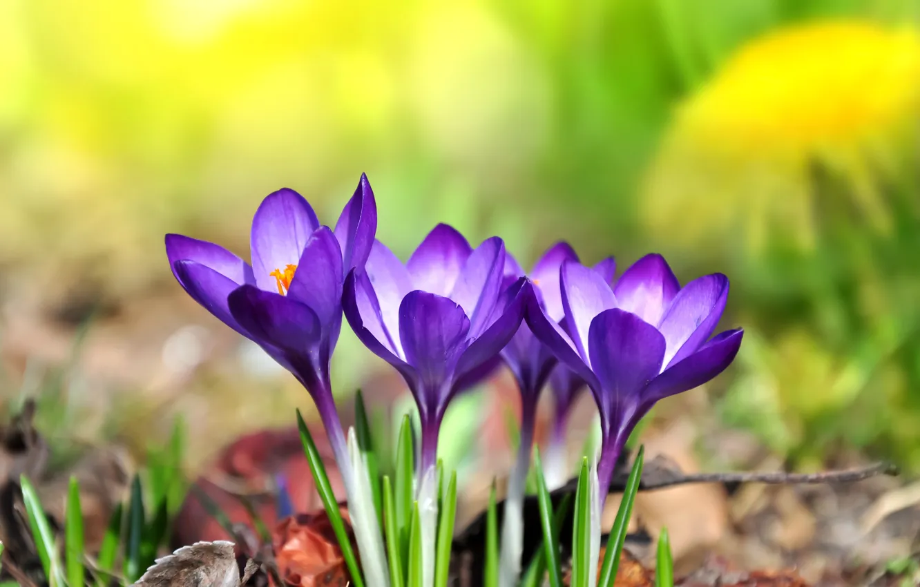 Фото обои цветы, крокусы, flowers, spring, purple, meadow, crocus