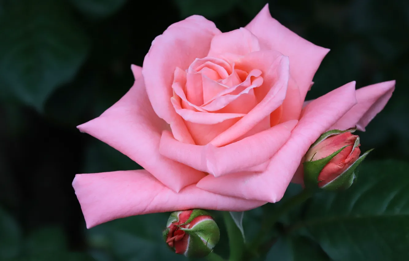 Фото обои цветок, макро, розовая, роза, бутоны