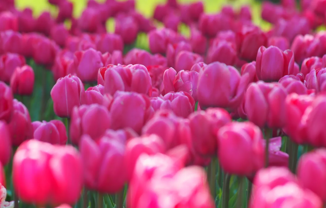 Фото обои цветы, весна, тюльпаны, розовые, бутоны, клумба, много, боке