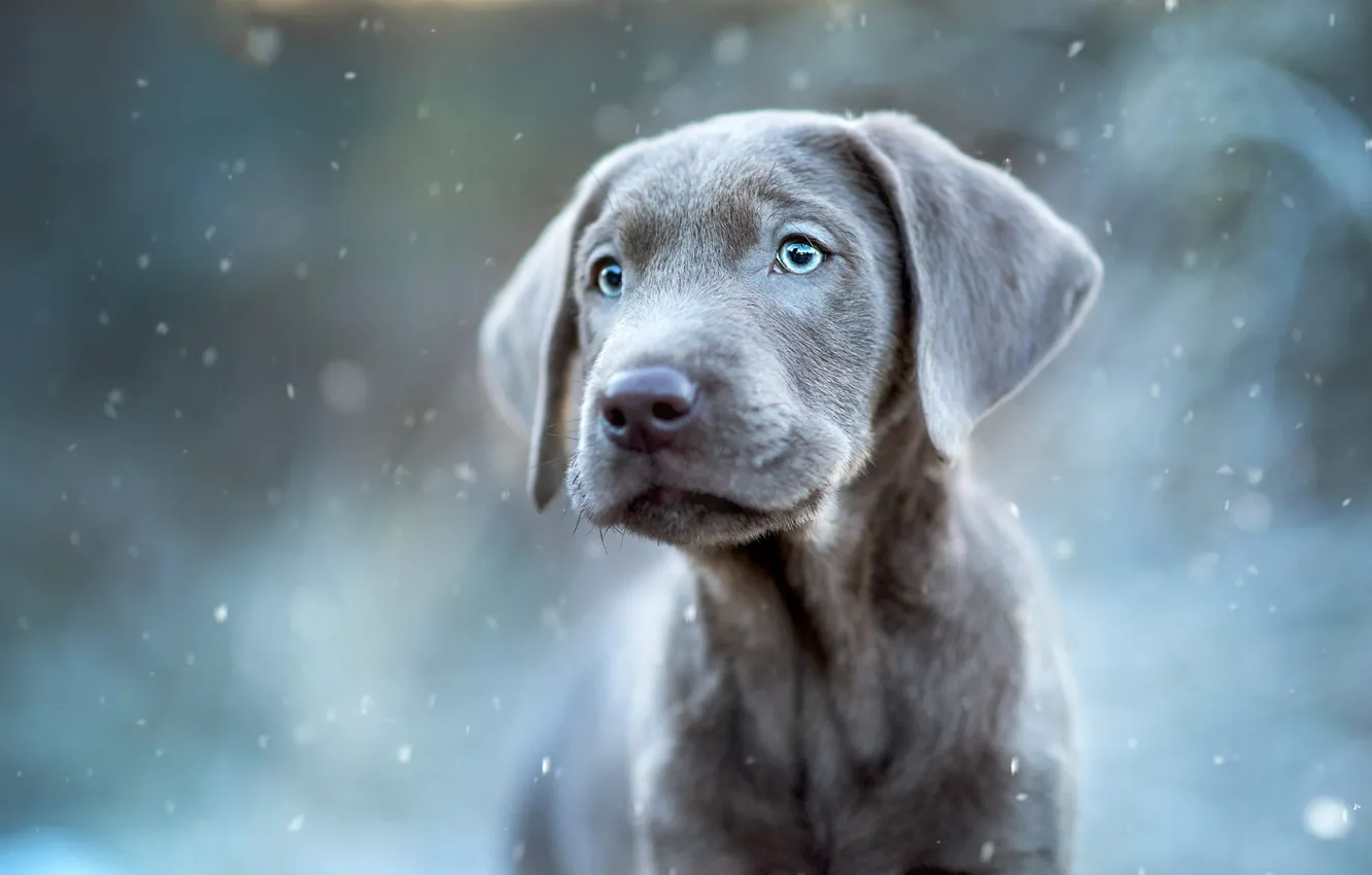 Фото обои зима, взгляд, портрет, щенок, снегопад, веймаранер