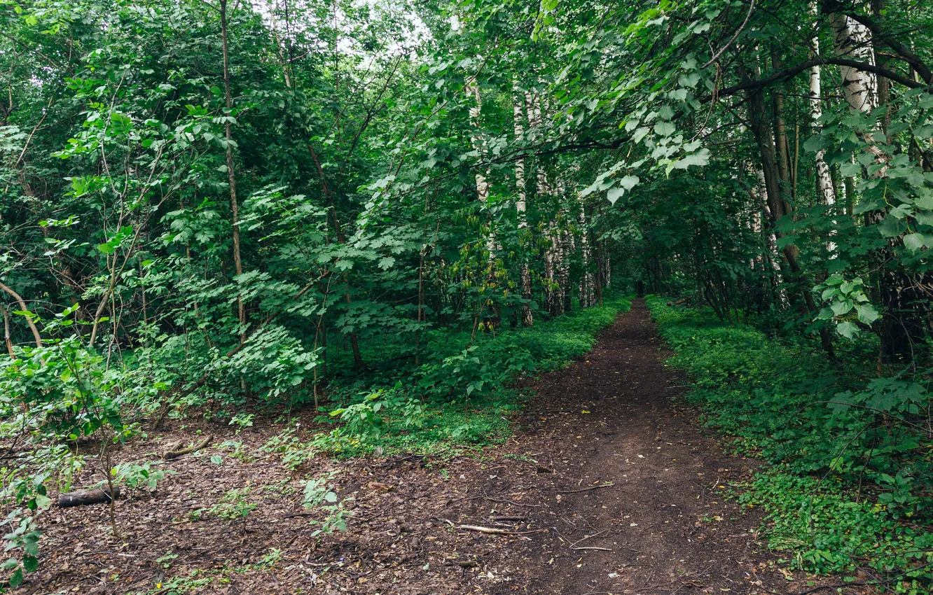 Фото обои лес, деревья, природа, Россия, берёзы, тропинка, Артём