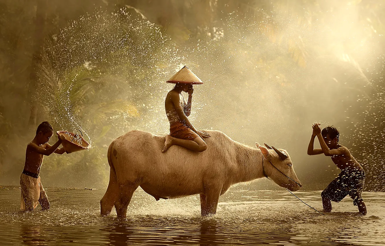 Фото обои брызги, дети, река, купание, Азия, буйвол