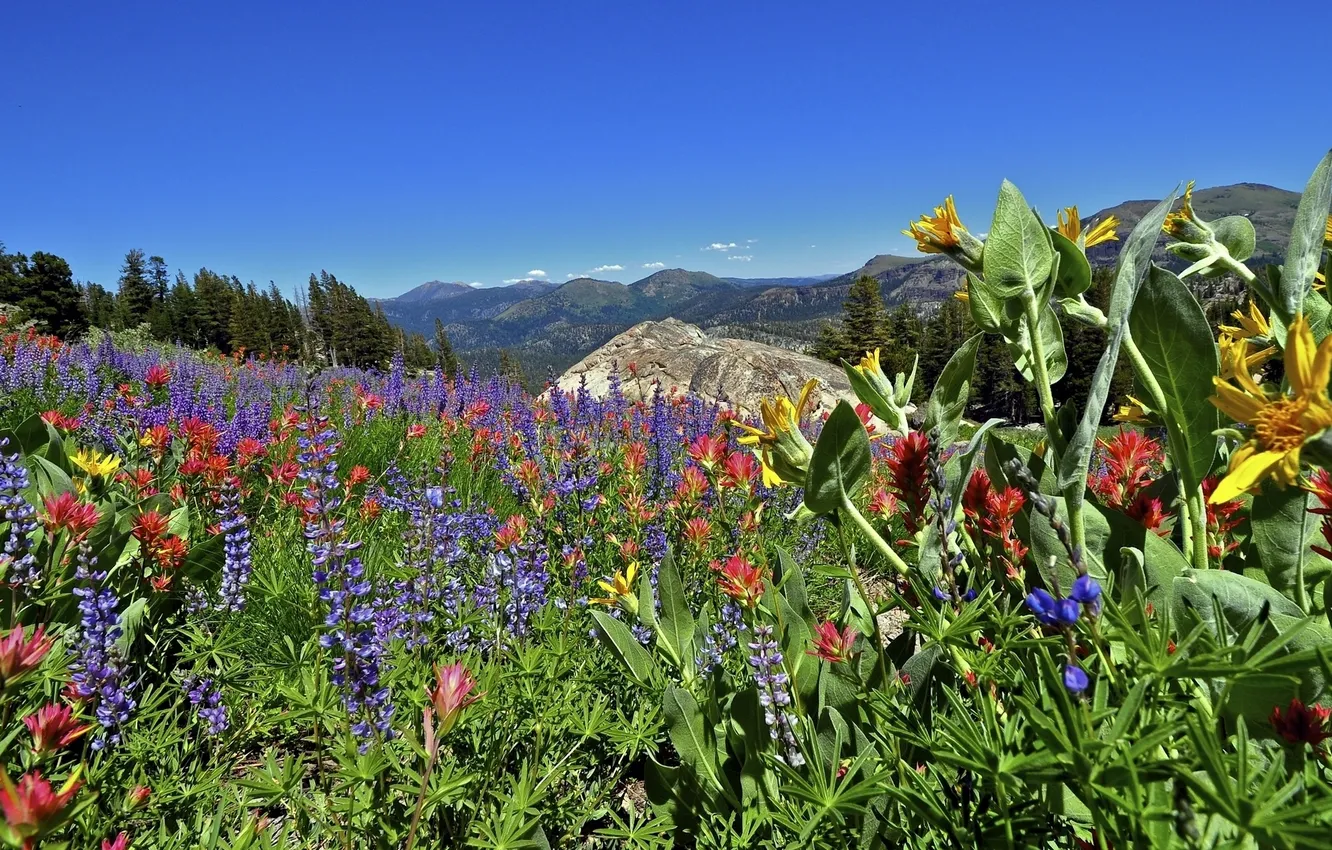 Фото обои цветы, горы, луг, Калифорния, California, Сьерра-Невада, Sierra Nevada, Eldorado National Forest