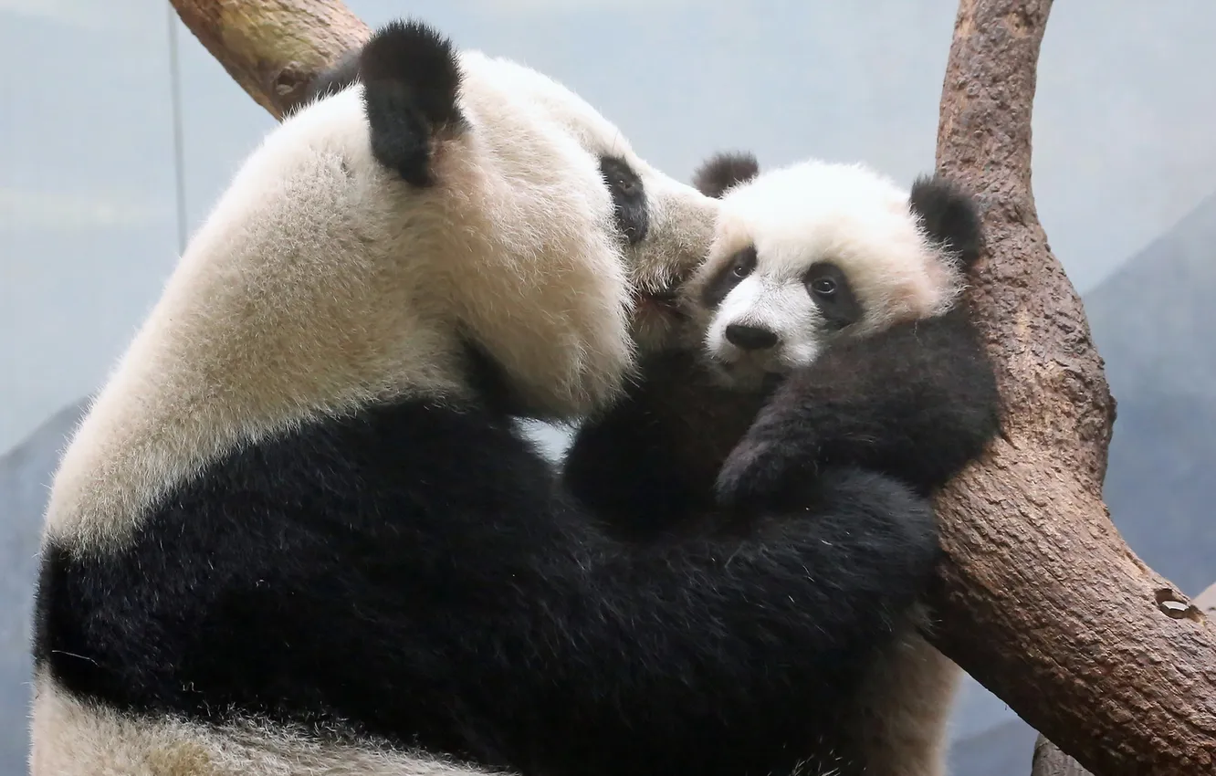 Фото обои природа, фон, панды