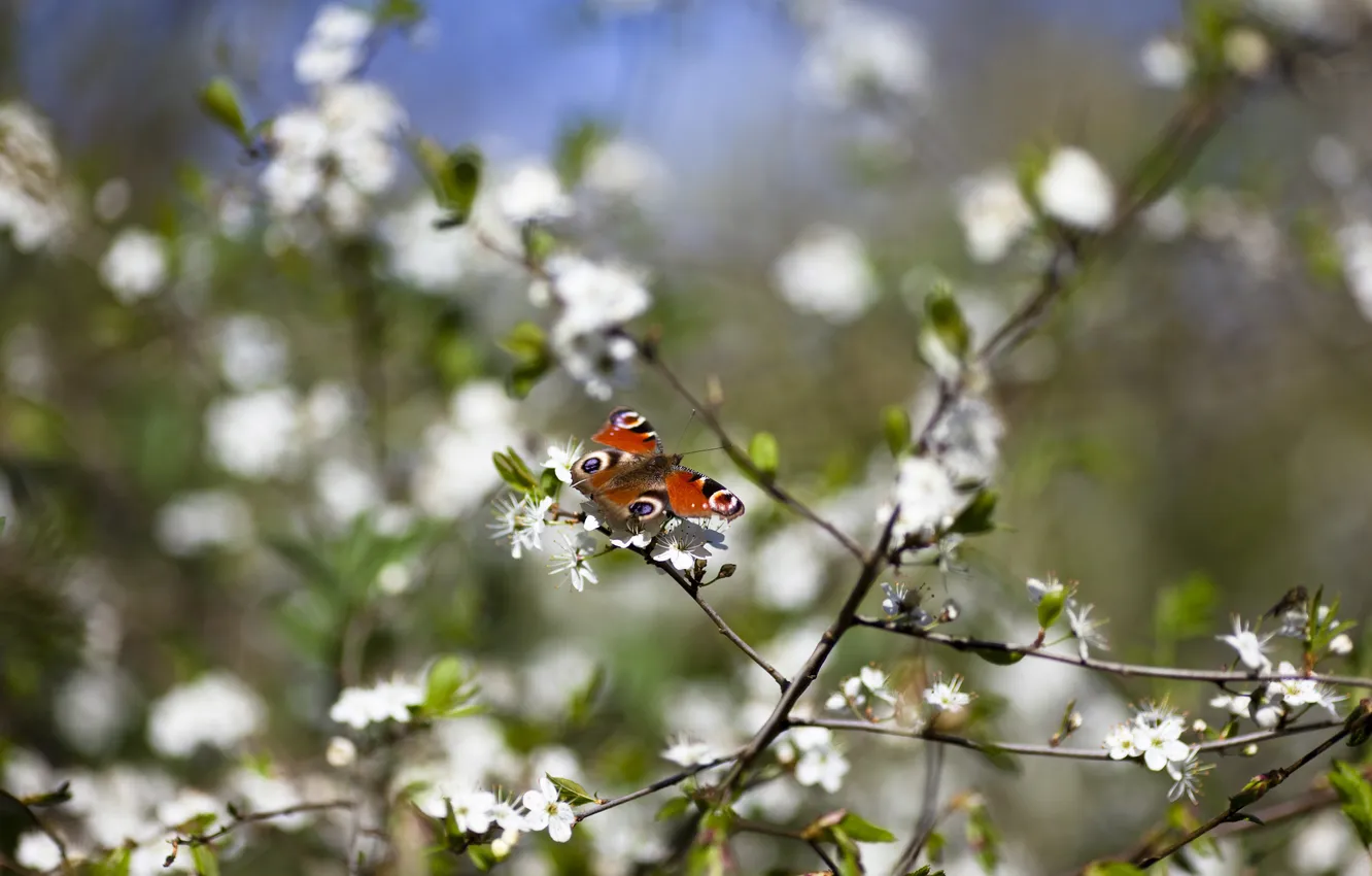 Фото обои цветы, ветки, природа, бабочька