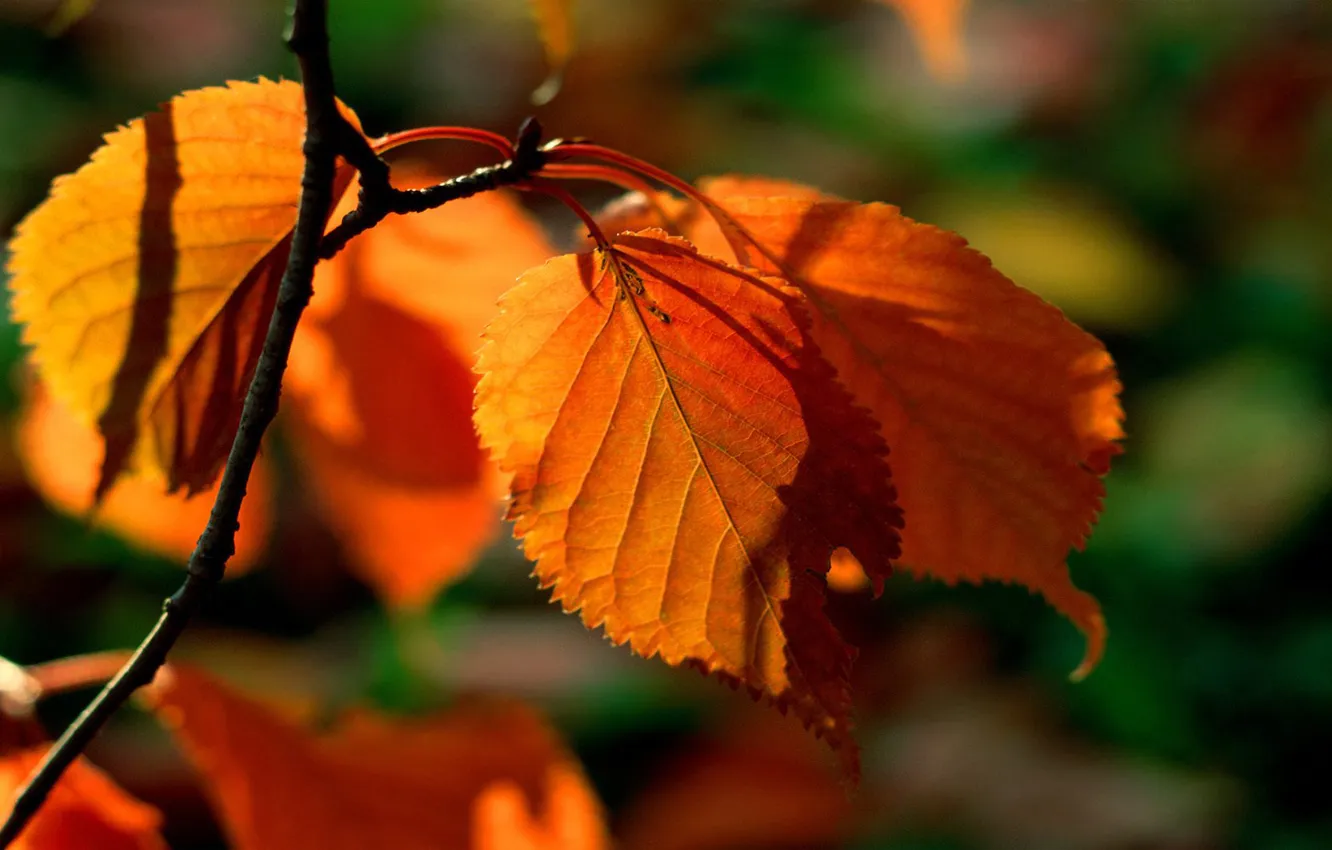 Фото обои макро, природа, фон, листва, картинки, оранжевая, ветка
