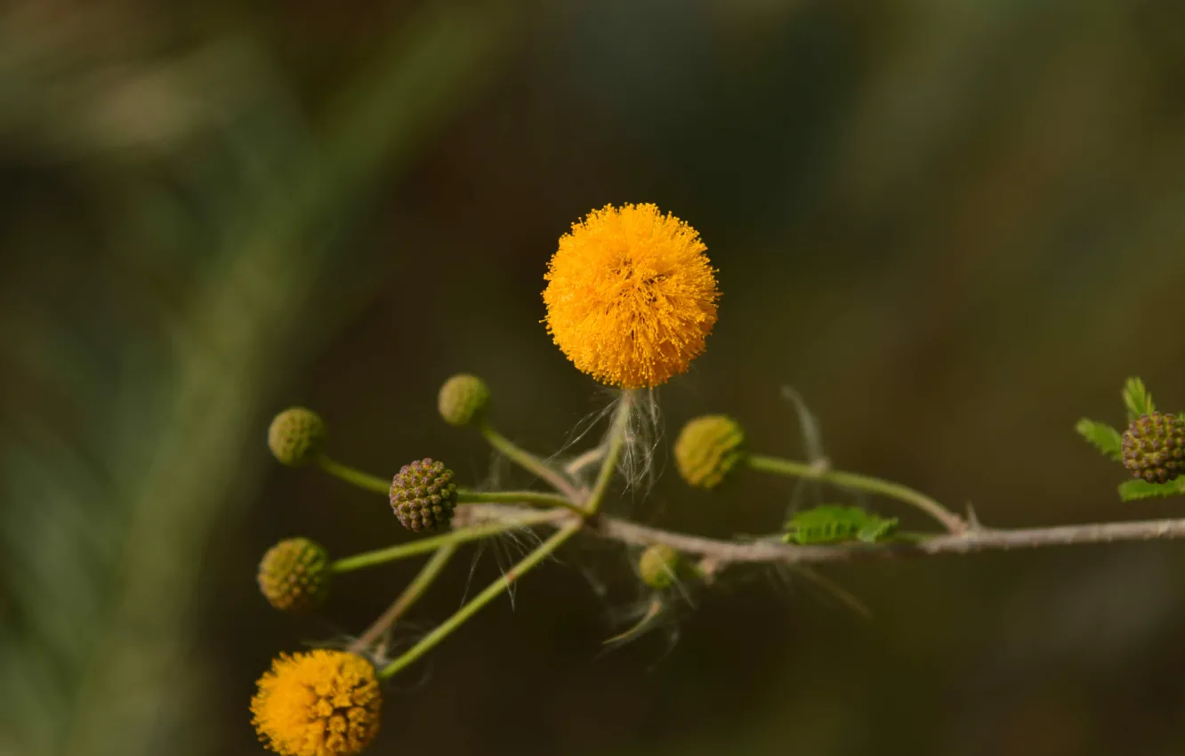 Фото обои Flower, Yellow, Small