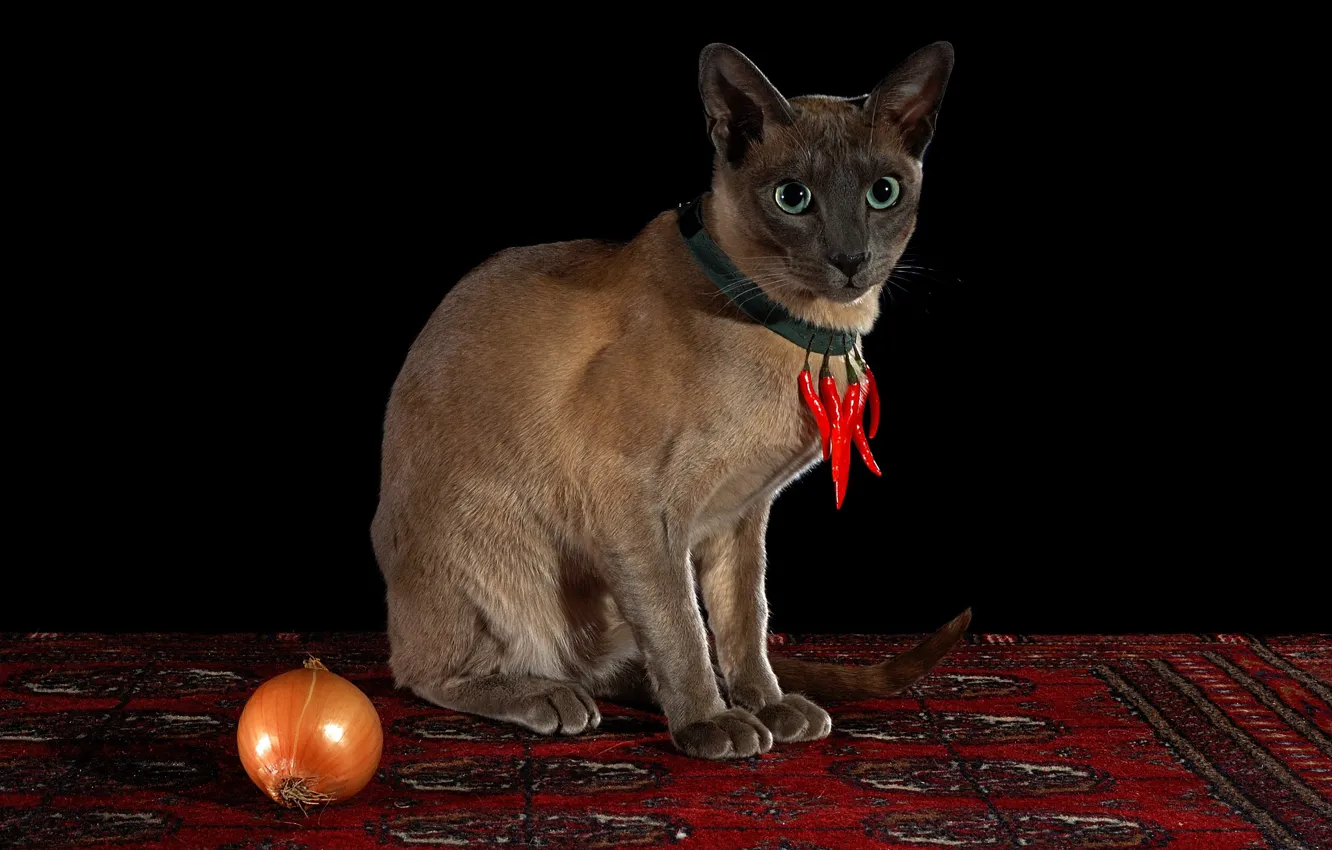 Фото обои кот, взгляд, красный, поза, ковер, ожерелье, перец, черный фон