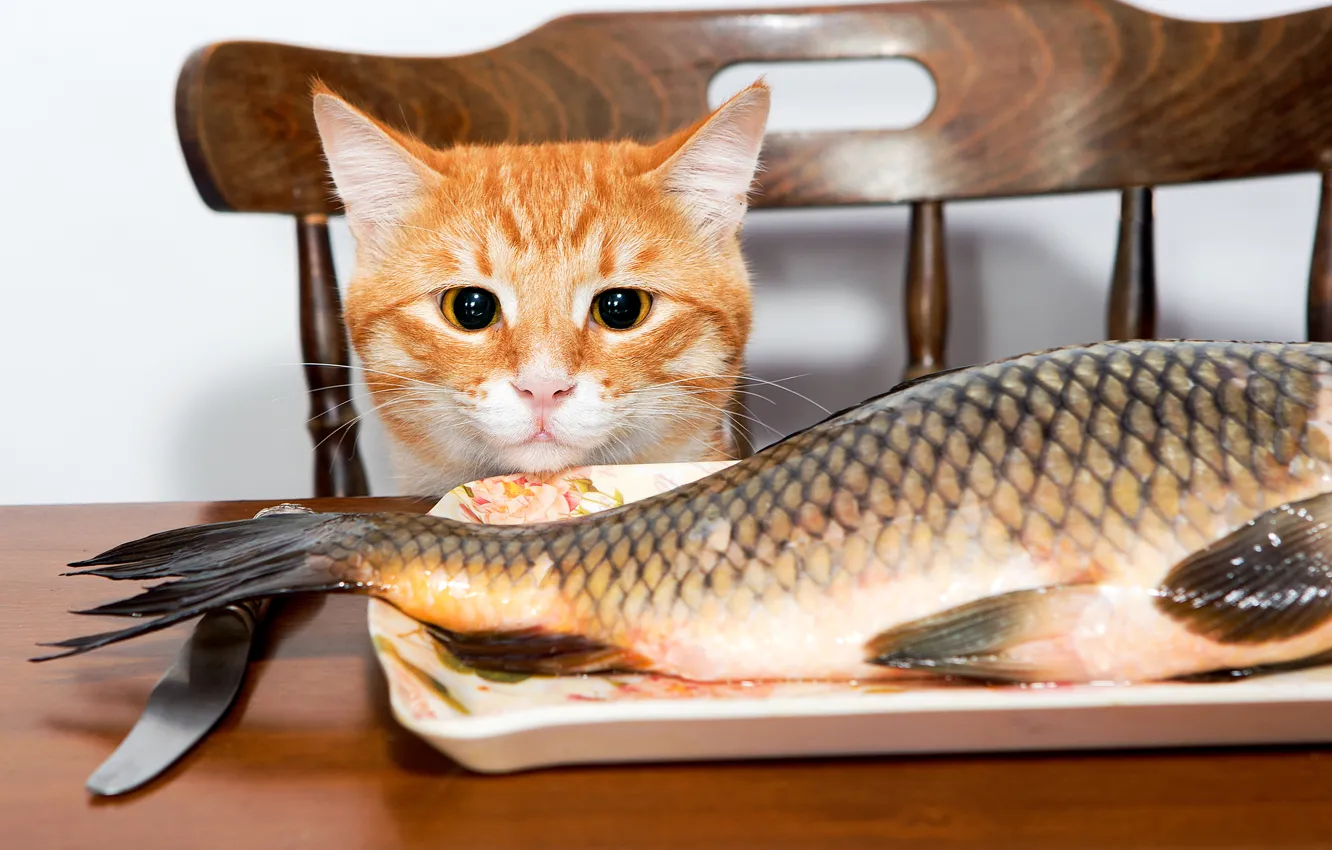 Фото обои кот, стол, рыба, рыжий, стул, нож