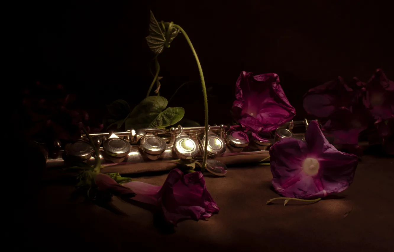Фото обои цветы, темный фон, труба, натюрморт, духовой инструмент