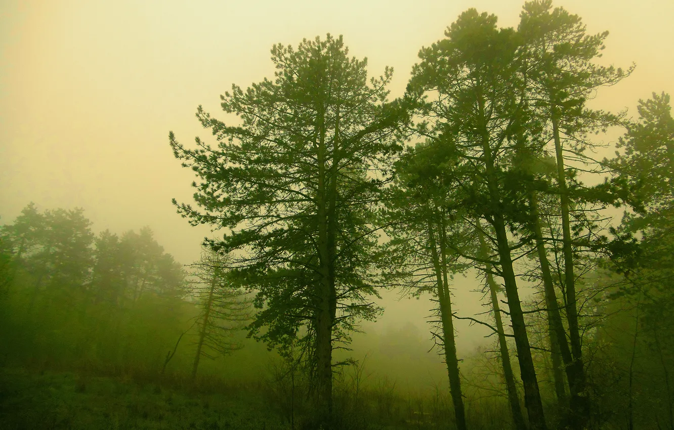 Фото обои лес, деревья, природа, туман, forest, Nature, trees, fog