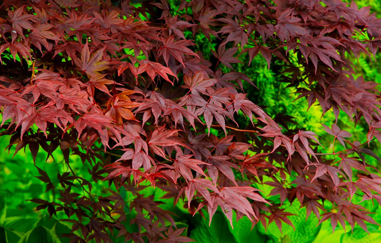 Фото обои red, tree, leaf