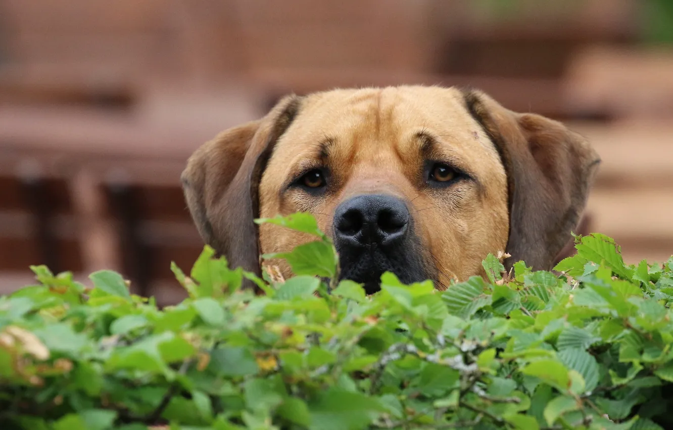 Фото обои взгляд, морда, листья, собака, нос, пёс
