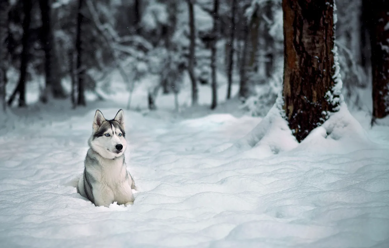 Фото обои зима, лес, снег, деревья, Собака, хаски, лайка