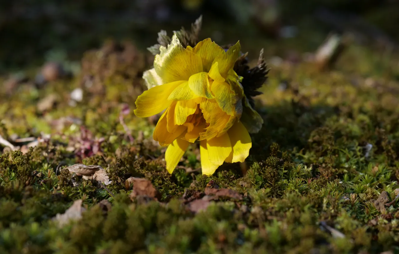 Фото обои цветок, желтый, поляна, мох, лежит, боке