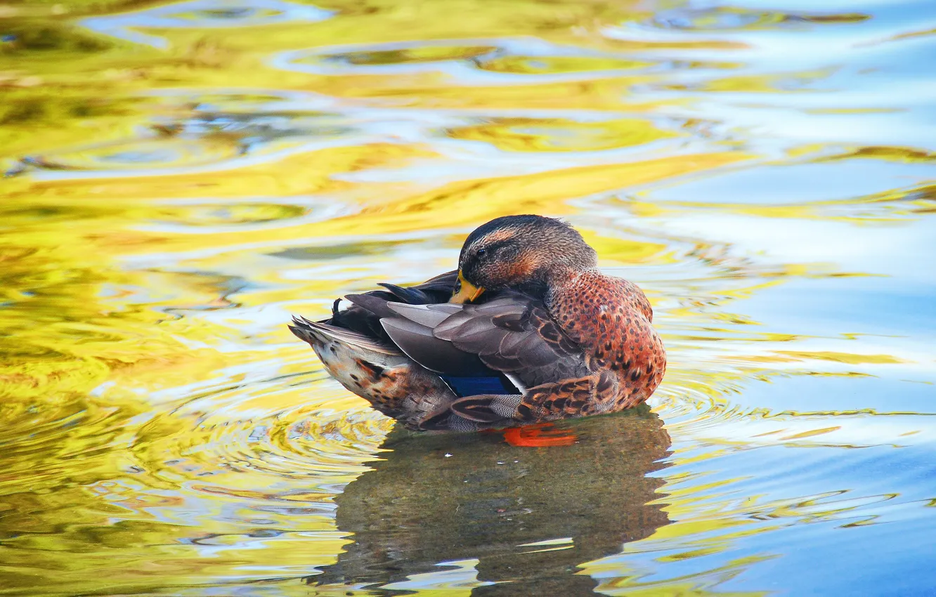 Фото обои вода, поза, птица, дно, яркие цвета, утка, водоем, чистит перышки