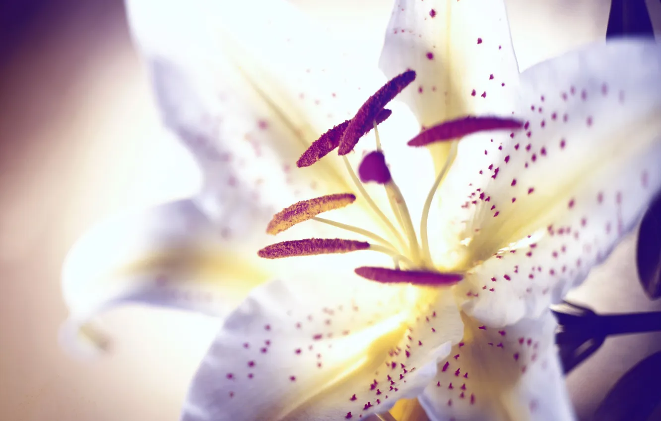 Фото обои цветок, макро, пыльца, лилия, лепестки, тычинки