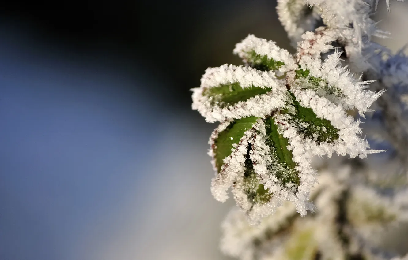Фото обои фон, фокус, мороз, листья.снег