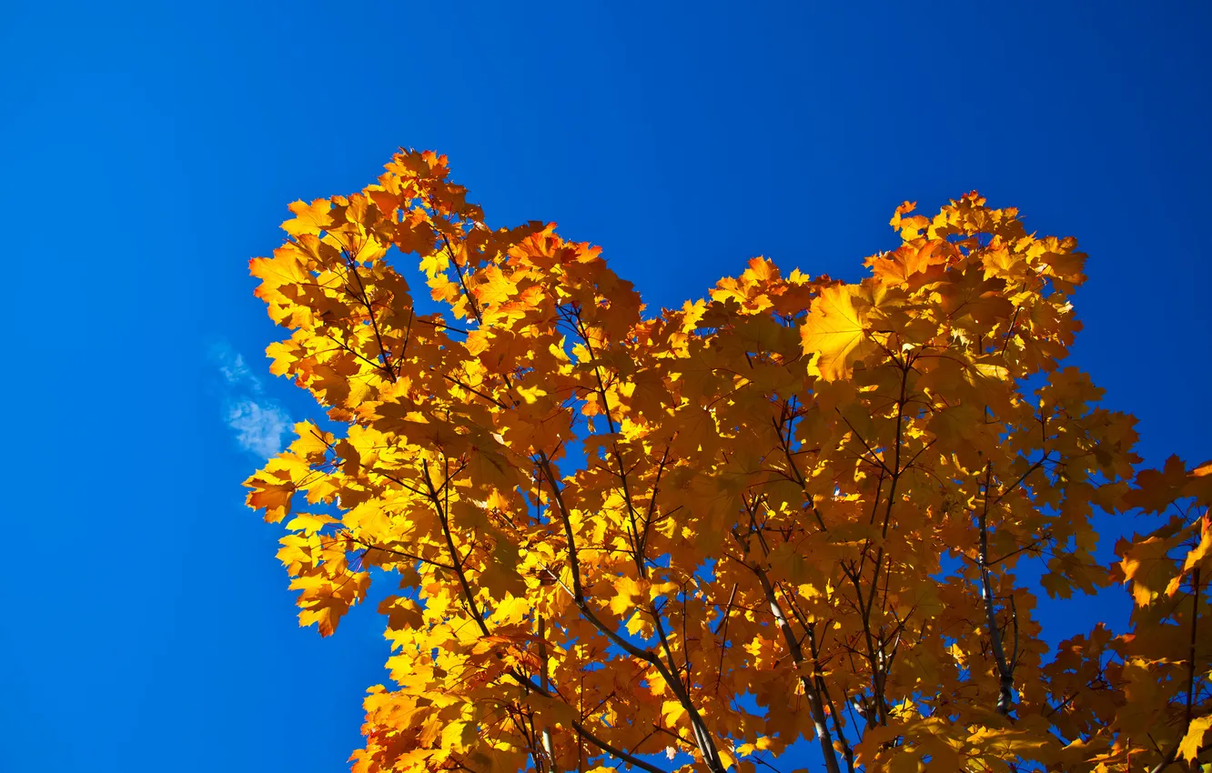 Фото обои осень, небо, листья, дерево