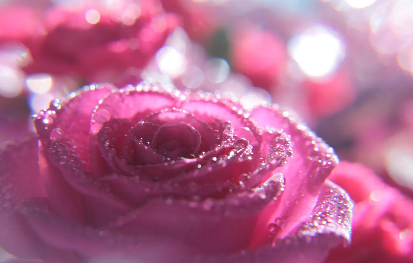 Фото обои цветок, капли, макро, розовый, роза