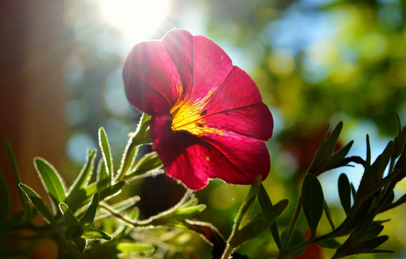 Фото обои Цветок, Flower, лучик