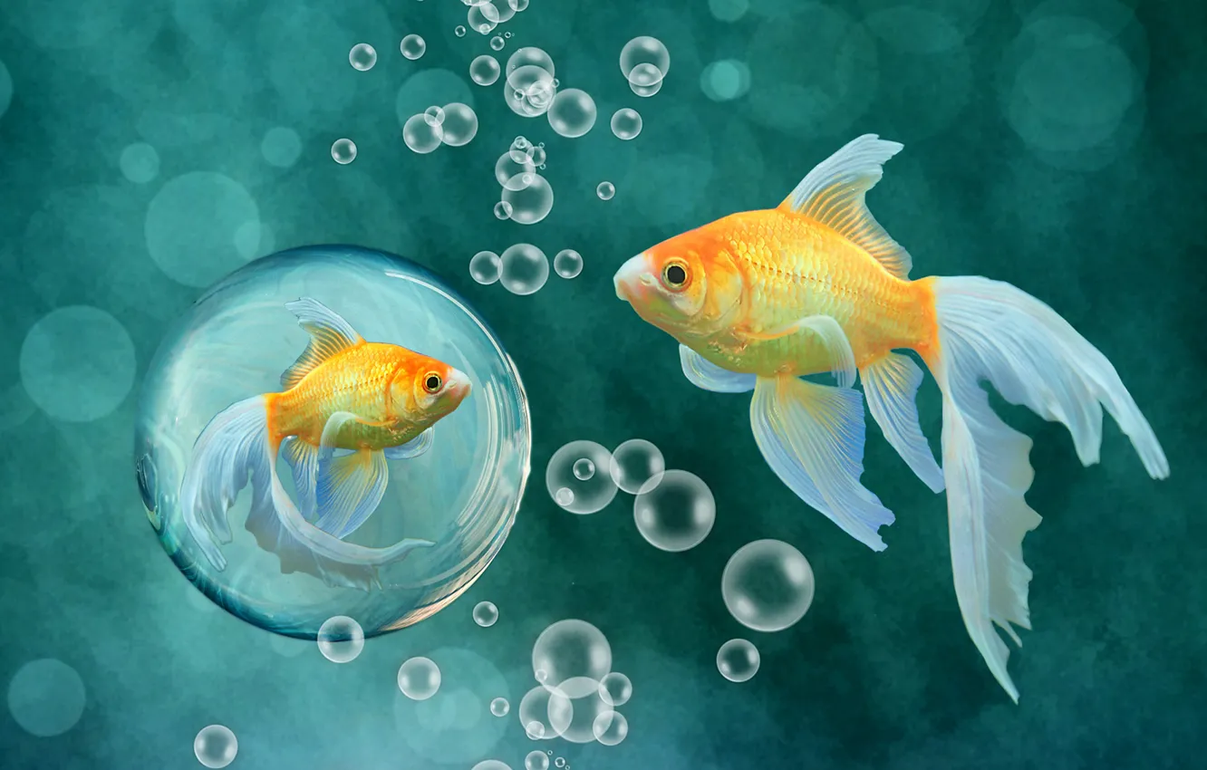 Фото обои рыбки, рыбы, пузырьки, фон, золотые