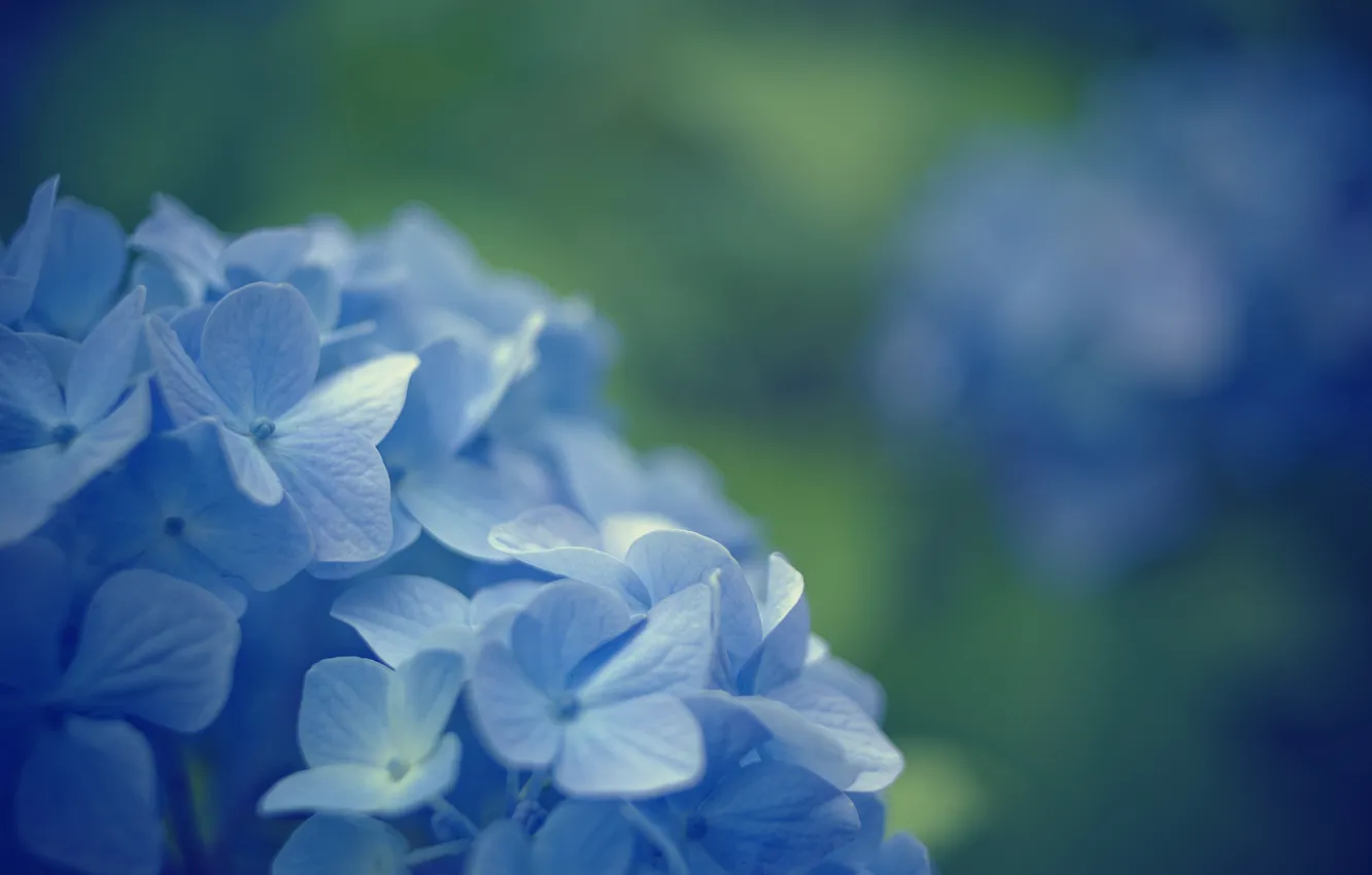 Фото обои макро, цветы, фон, голубой, widescreen, обои, размытие, wallpaper