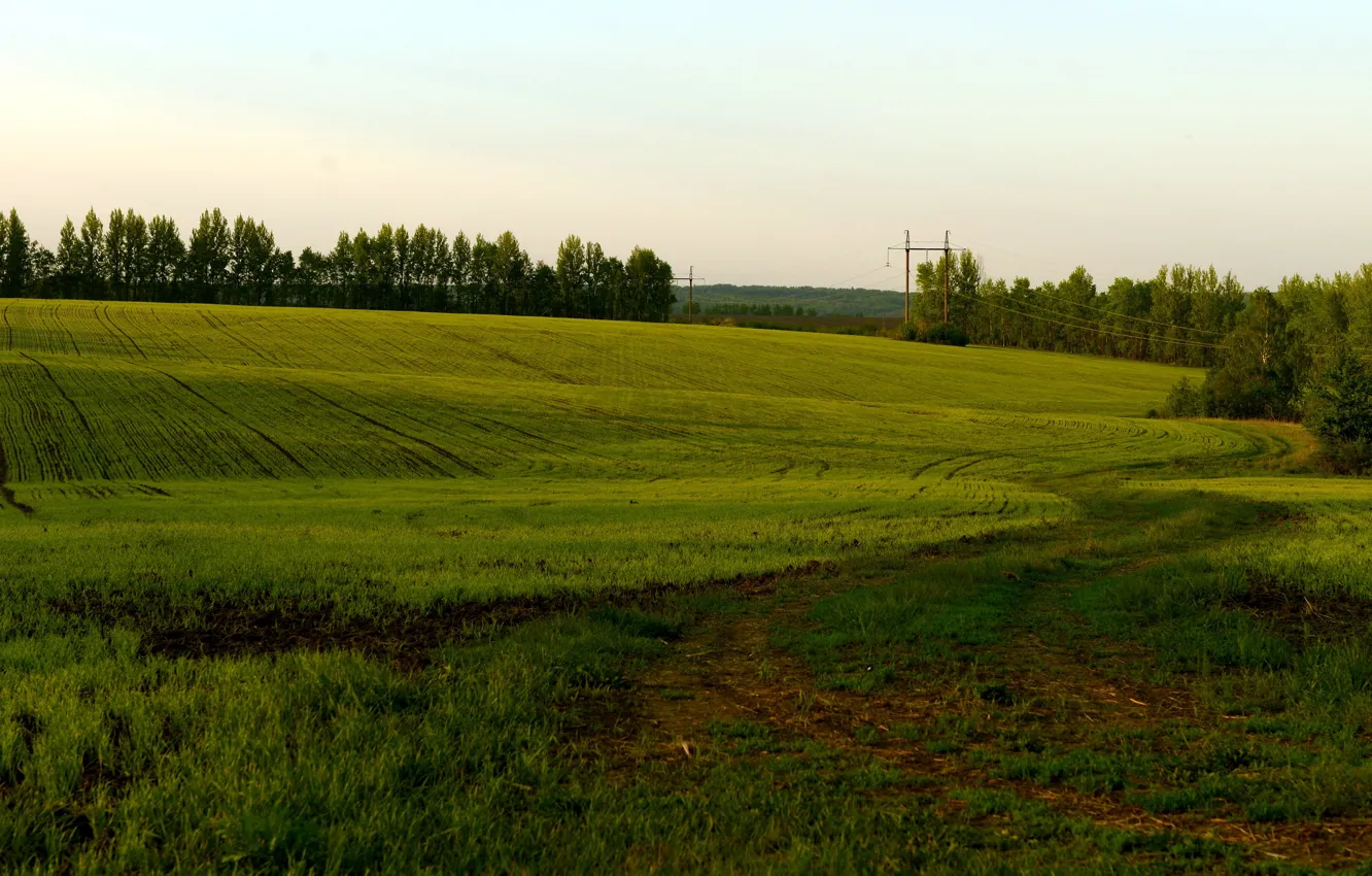 Фото обои поле, лето, природа