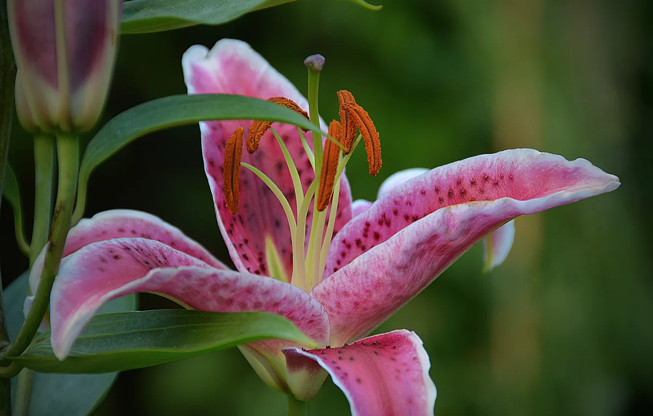 Фото обои Макро, Macro, Розовая лилия, Pink lily