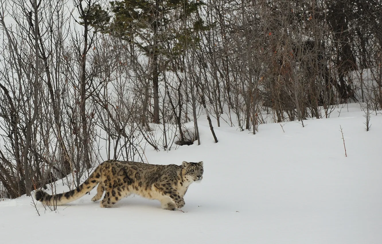 Фото обои зима, кошка, снег, природа, ирбис, снежный барс