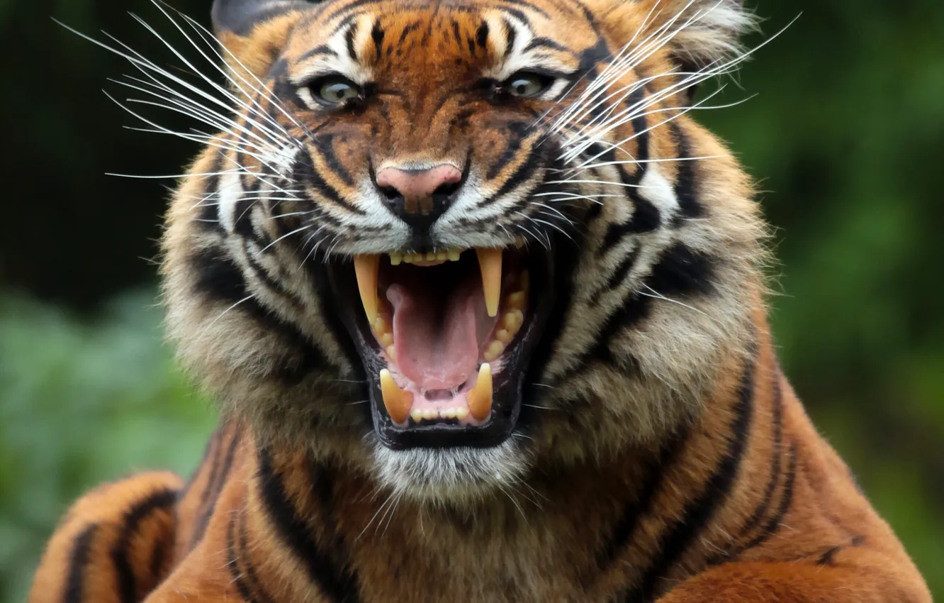 Фото обои морда, тигр, хищник, пасть, клыки, оскал, дикая кошка