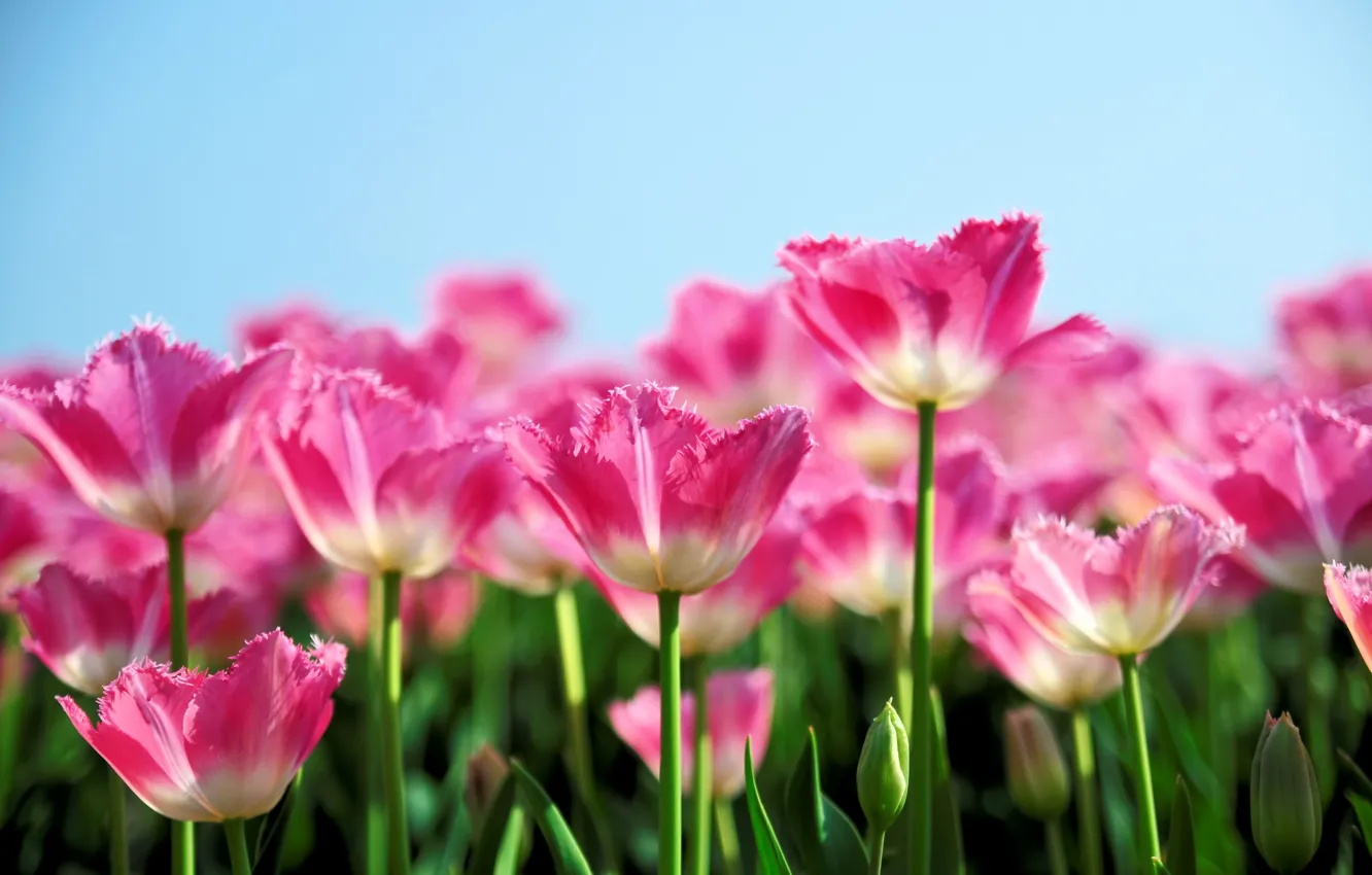 Фото обои розовый, весна, тюльпаны