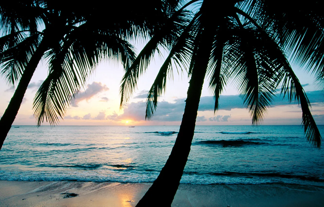 Фото обои закат, пальмы, океан, Barbados, Карибы, West Indies, king\'s Beach, остров Барбадос