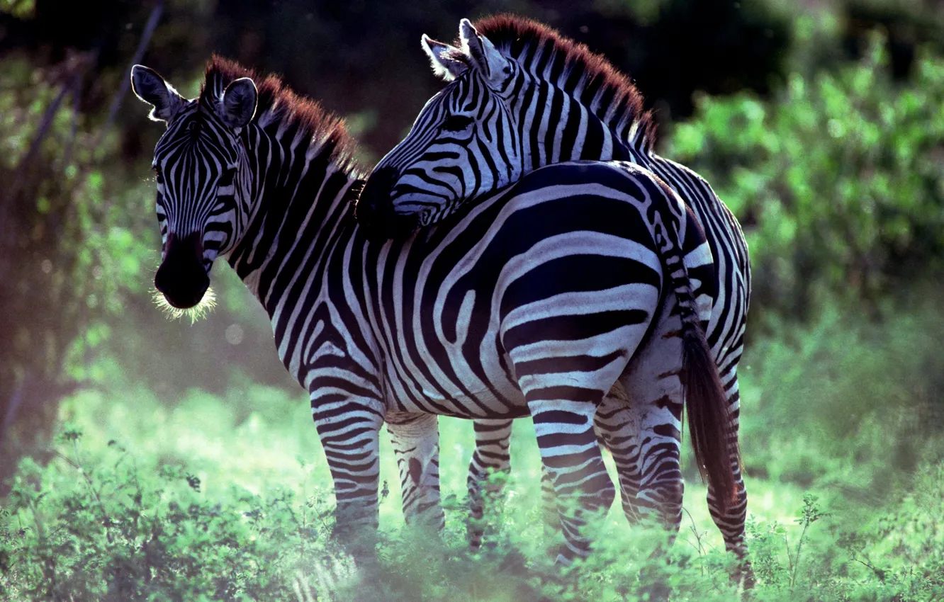Фото обои пара, савана, зебры