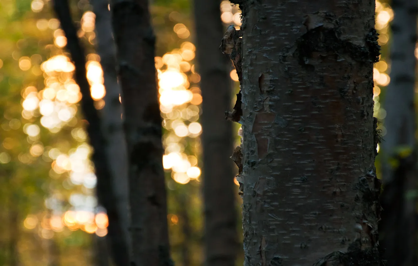 Фото обои лес, солнце, свет, деревья, листва, ствол, кора, боке.
