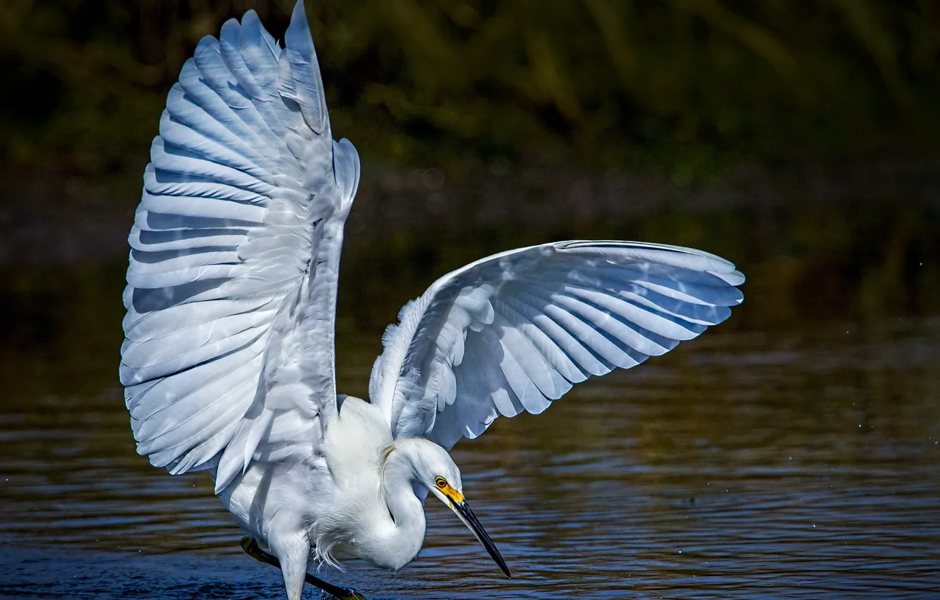 Фото обои вода, птица, крылья, клюв, белая американская цапля