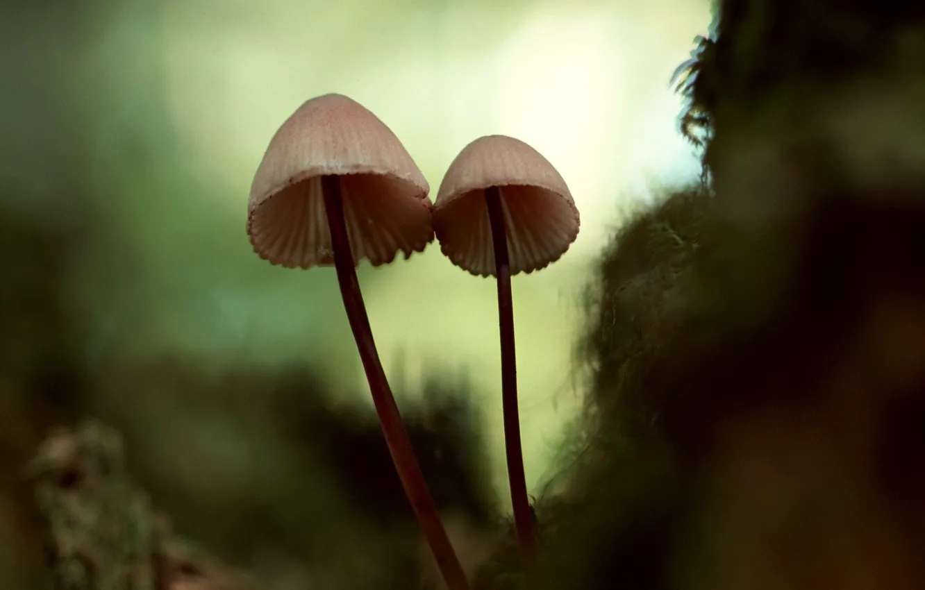 Фото обои грибы, мох