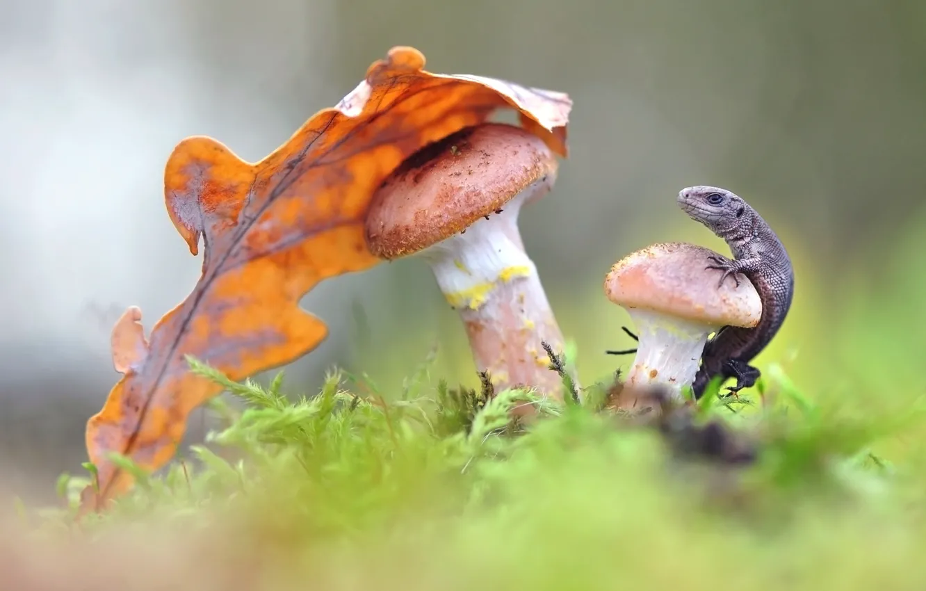 Фото обои грибы, листок, ящерица, опята