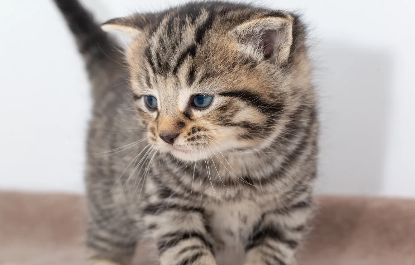 Фото обои кошка, котенок, серый, фон, малыш, стоит, котёнок, полосатый
