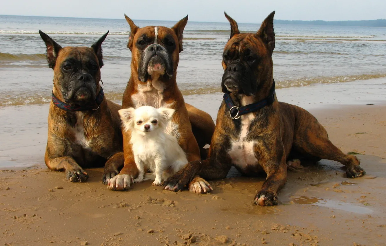Фото обои море, собаки, берег, ситуация, охрана, прогулка, защитники, телохранители