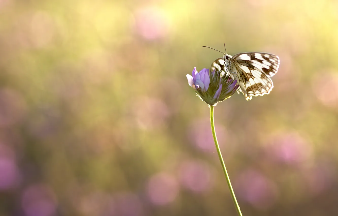 Фото обои бабочка, растение, насекомое, боке, размытый фон, обои от lolita777